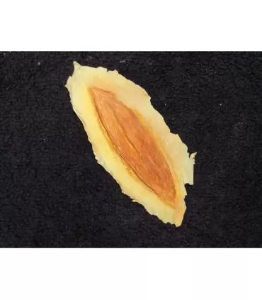 Corte Abierto Grande ∣ Harpo