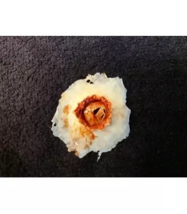 Herida Bala Salida ∣ Harpo