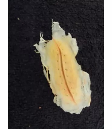 Herida Puntos ∣ Harpo