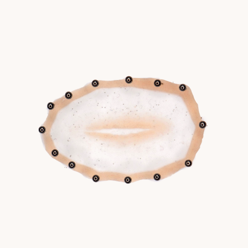Protesis Silicona Corte Limpio
